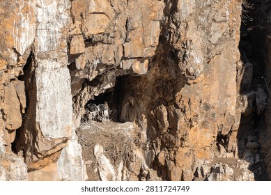 Black stork chicks nesting inside a rocky cliff crevice in Monfragüe, Extremadura, Spain. Ciconia nigra