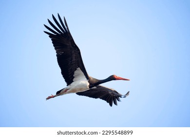 La cicona de cigüeña negra vuela por el cielo azul para cazar, la mejor foto.