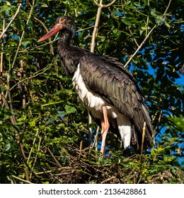 The Black Stork, Ciconia N.igra Is A Large Bird In The Stork Family Ciconiidae.