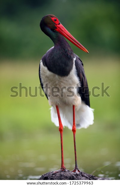 The black stork (Ciconia nigra). Black stork on the\
hill clay. Dark water bird with a big red beak on high legs on a\
clay nest.