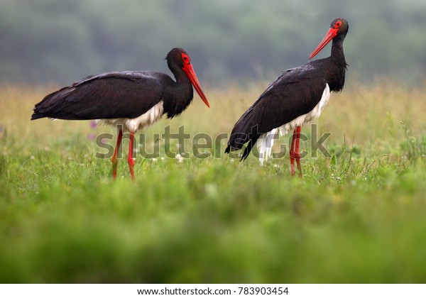 The\
black stork (Ciconia nigra) a pair of black storks in the grass.\
Black storks in the rain in the open\
countryside.
