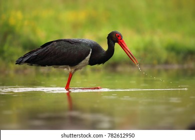 The black stork (Ciconia nigra) standing in shallow water of a pond with banks of green.Large bird in the stork family Ciconiidae. Hunting stork with drops on the beak.