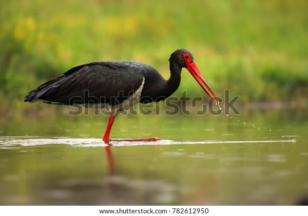 The black stork\
(Ciconia nigra) standing in shallow water of a pond with banks of\
green.Large bird in the stork family Ciconiidae. Hunting stork with\
drops on the beak.