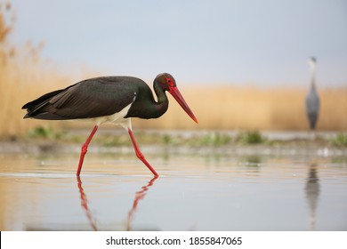 Black stork, ciconia nigra, wading in water looking down and hunting for a fish with copy space. Large bird with dark plumage going in swamp with yellow dry reed in background.