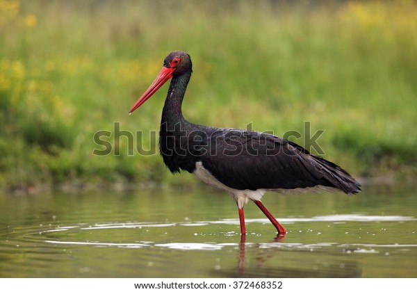Black stork (Ciconia nigra) in the\
water. Stork fishing in a shallow lagoon.A big black stork with a\
red beak and a drop of water on its tip in the\
water.