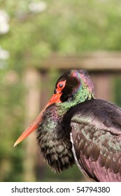 Black Stork Portrait