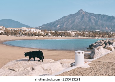 Black stray cat on the beach of Puerto Banus, Marbella