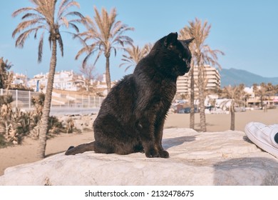 Black stray cat on the breakwater of Puerto Banus