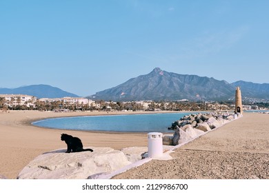 Black stray cat sunbathes on the beach in Puerto Banus, Marbella