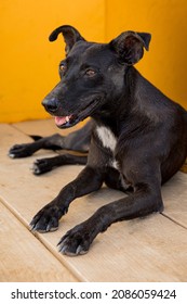 Black Stray Dog At A Beach Restaurant On Curaçao