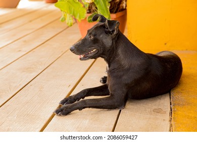 Black Stray Dog At A Beach Restaurant On Curaçao