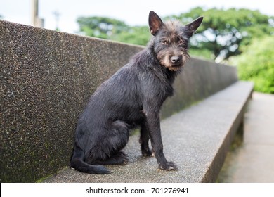 Black Street Dog Sitting Alone On Stock Photo 701276941 | Shutterstock