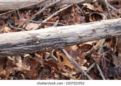 Black Striations on a Dead Cedar Tree