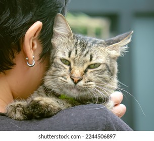 Black striped cat girl's shoulder