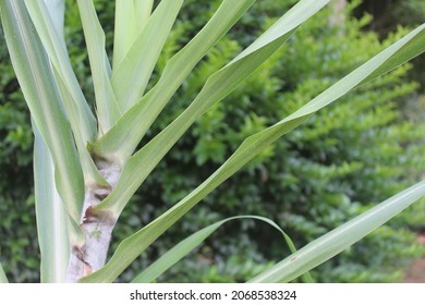 Black Sugarcane Plant Stem, Leaves Background Image