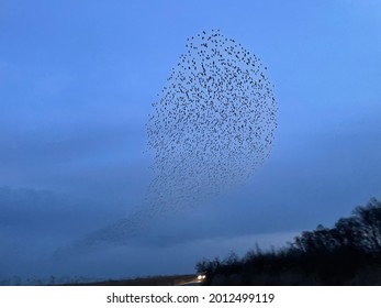 Black Sun Birds Sky Afternoon