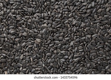 Black sunflower seeds. Black sunflower seeds for texture or background. Black sunflower seeds macro close up - Powered by Shutterstock