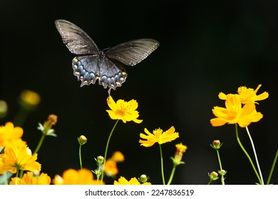 A black swallowtail butterfly flying around cosmos field. 