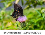 Black Swallowtail Butterfly on Thistle, Shenandoah National Park Virginia USA, Virginia
