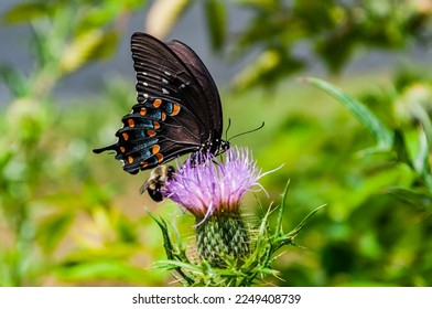 Black Swallowtail Butterfly on Thistle, Shenandoah National Park Virginia USA, Virginia
