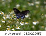 Black Swallowtail Butterfly on Wildflowers