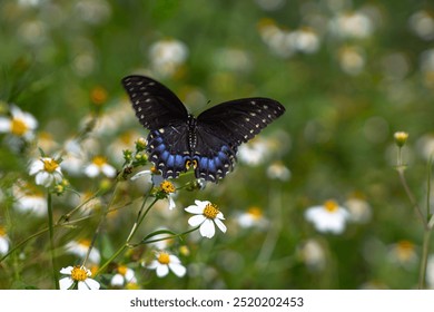 Black Swallowtail Butterfly on Wildflowers - Powered by Shutterstock