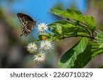 A black swallowtail butterfly and an orange skipper on buttonbush, Cephalanthus occidentalis. The closeup shot showcases the butterflies, flowers, and leaves in beautiful detail. 