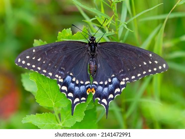 3,113 Butterfly hover Images, Stock Photos & Vectors | Shutterstock