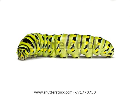 Black Swallowtail Caterpillar (Papilio polyxenes) isolated on a white background