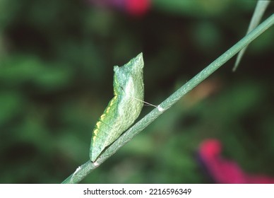 Black swallowtail chrysalis Stock image.