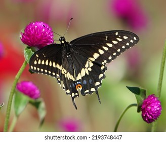 Black Swallowtail In Eastern Pennsylvania