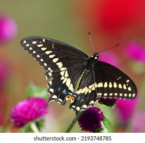 Black Swallowtail In Eastern Pennsylvania