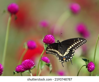 Black Swallowtail In Eastern Pennsylvania