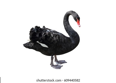 Black Swan