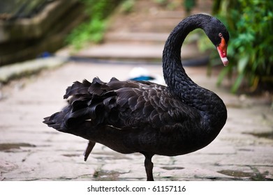 Black Swan