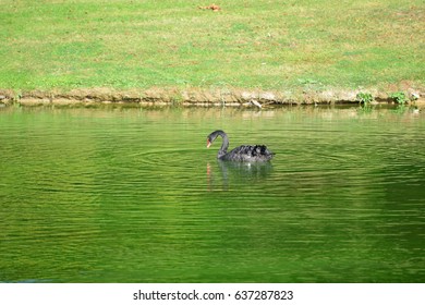 black Swan 