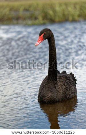 The black swan is almost exclusively herbivorous, and while there is some regional and seasonal variation, the diet is generally dominated by aquatic and marshland plants. Cygnus atratus. Australia, 