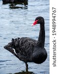 The black swan at Botanical Gardens Ballarat