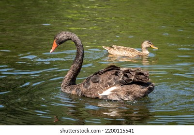 20,009 Brown swan Images, Stock Photos & Vectors | Shutterstock