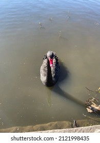 Black Swan Centennial Park Sydney Australia