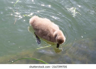 a black swan chick swims on a lake on a sunny spring day