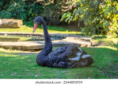 Black swan close up on natural background - Powered by Shutterstock