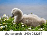 Black Swan cygnets walking and playing in the grass