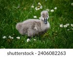 Black Swan cygnets walking and playing in the grass