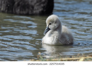 Black Swan (Cygnus atratus) cygnet close up in the water - Shutterstock ID 2257514335