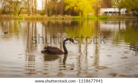 The Black Swan (Cygnus atratus) is a large waterbird, a species of swan native to southeast and southwest regions of Australia. Here in Canberra, Australian Capital Territory, Australia.