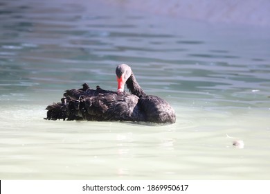 Swan theory black Black Swan