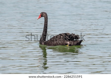 Black swan (Cygnus atratus)
swimming on lake.

