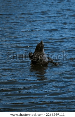 Black swan doing something a bit odd.