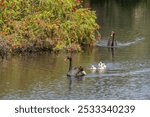 A Black Swan family swimming in Jolimont Lake in Perth, Western Australia. The flowering tree is a bottlebrush.